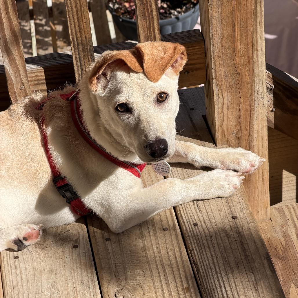 Maraschino, Adoptable, Young Female Terrier.