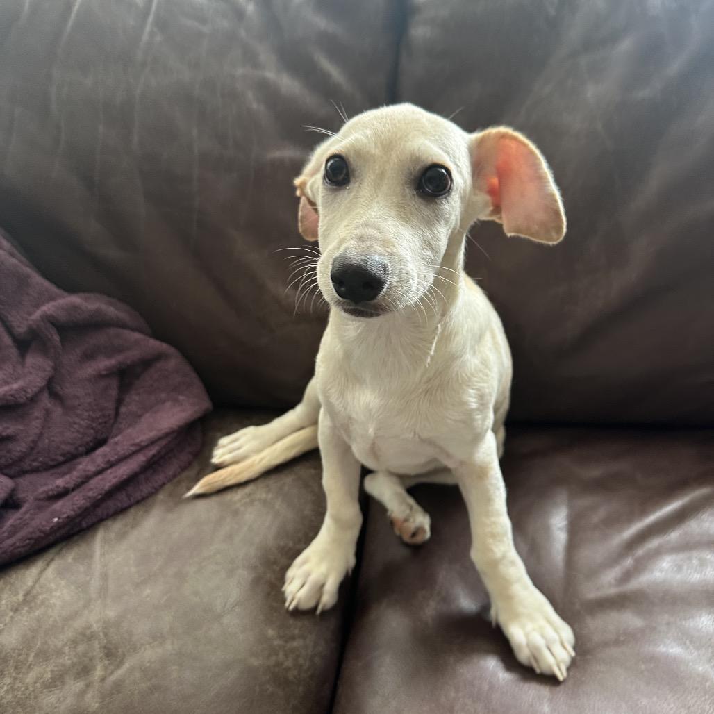 Maraschino, a ADOPTABLE mixed breed in Chicago, IL image 6/6
