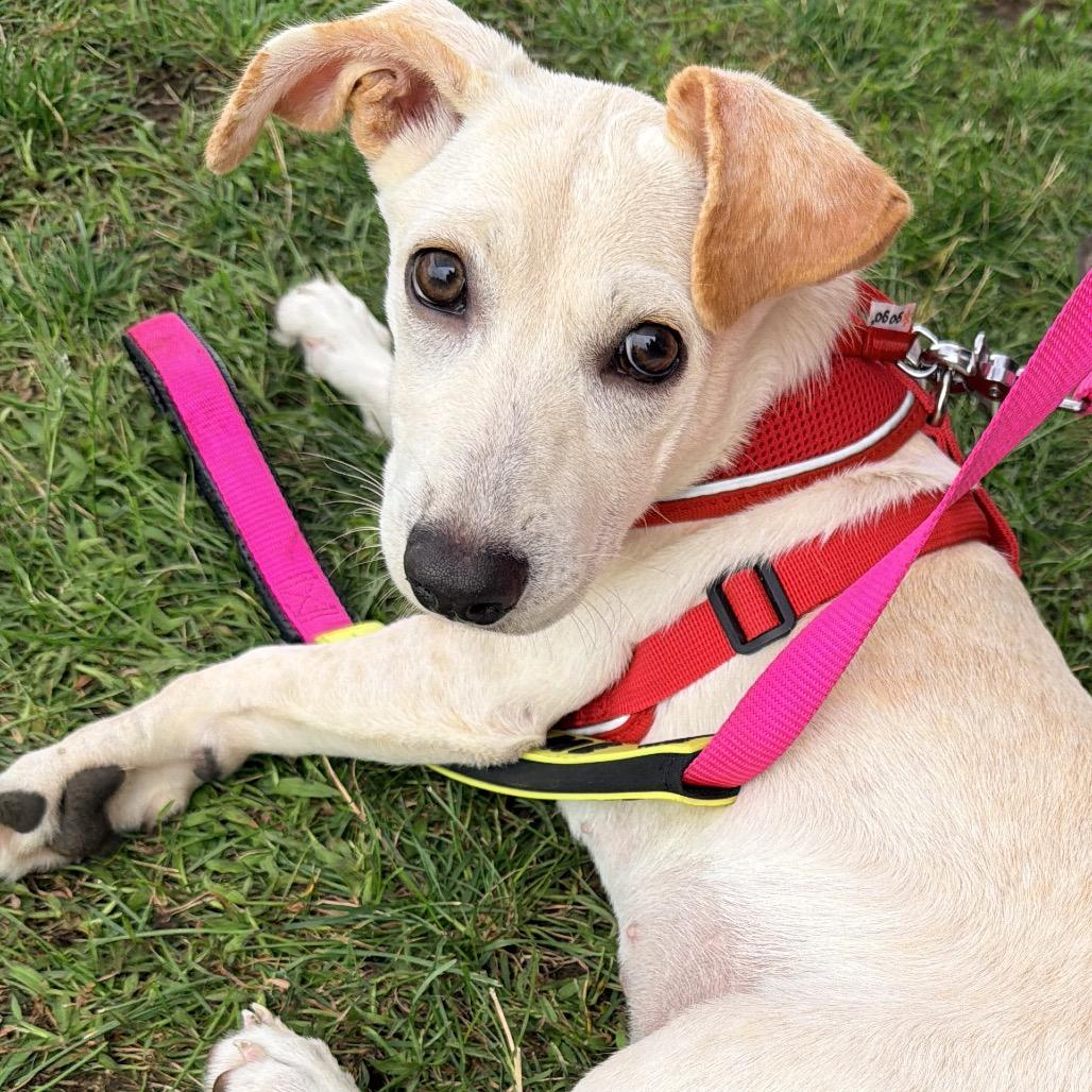 Maraschino, ADOPTABLE, Young Female Terrier.