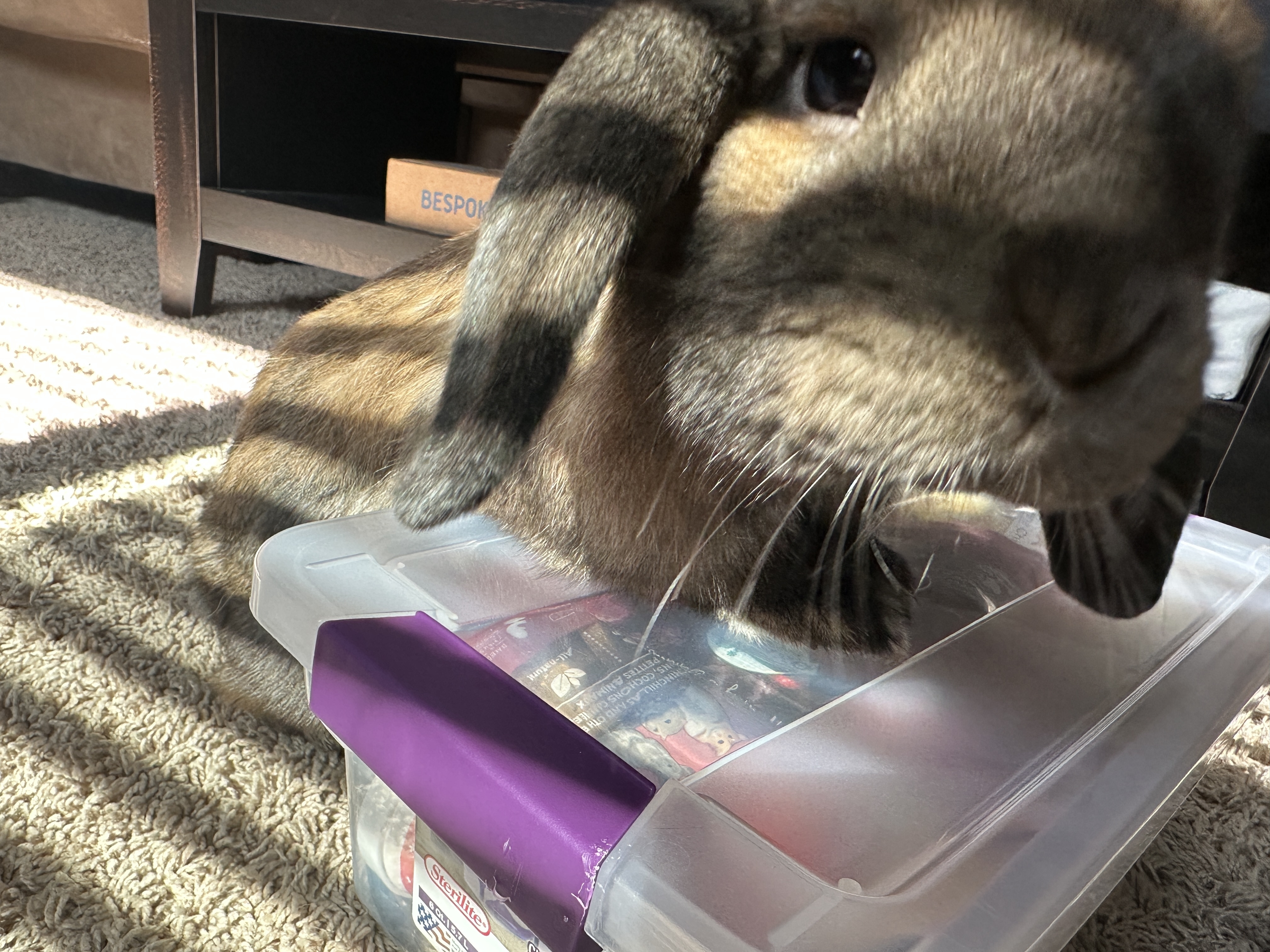 Chewie photo 4