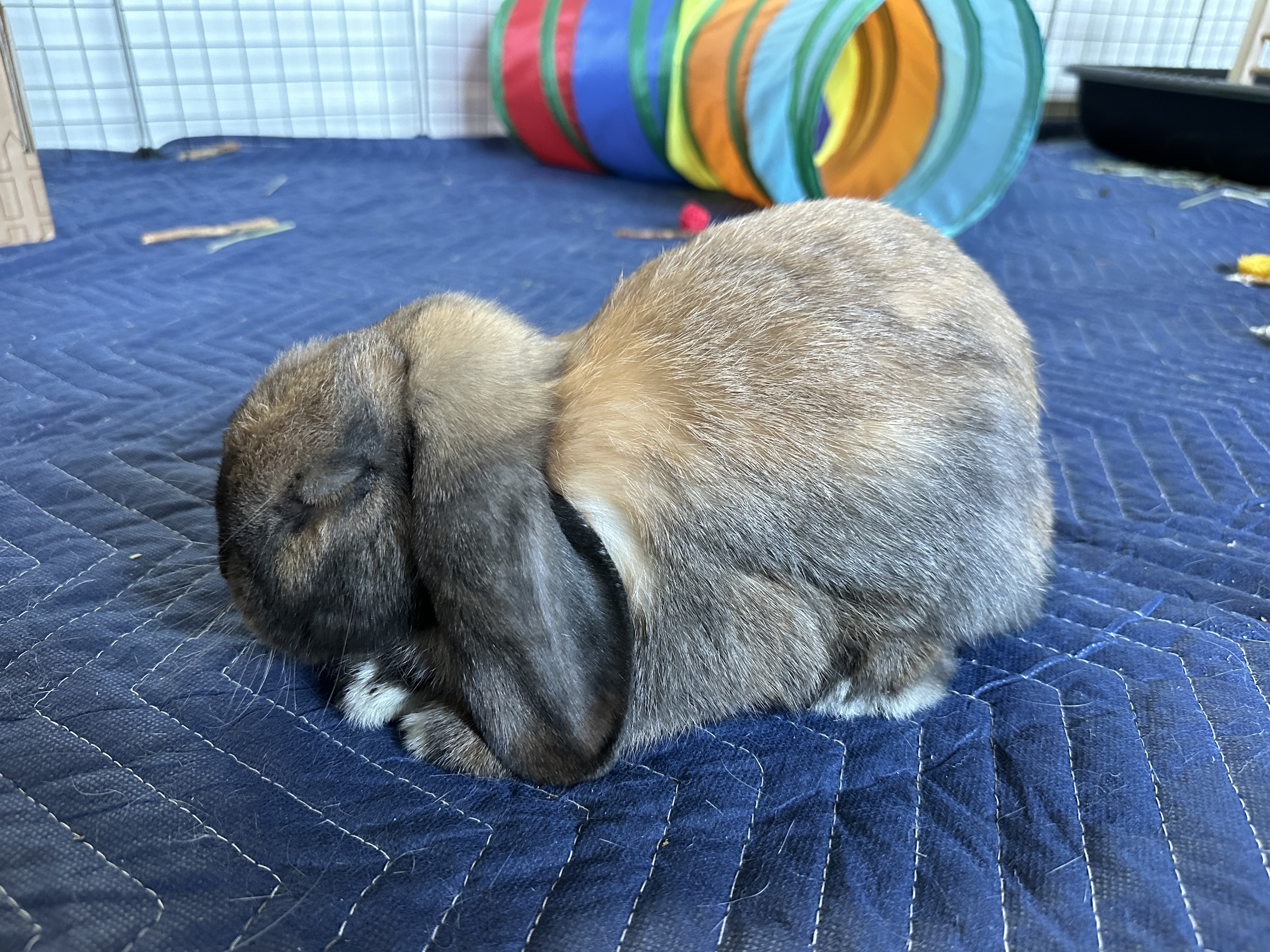 Chewie photo 5