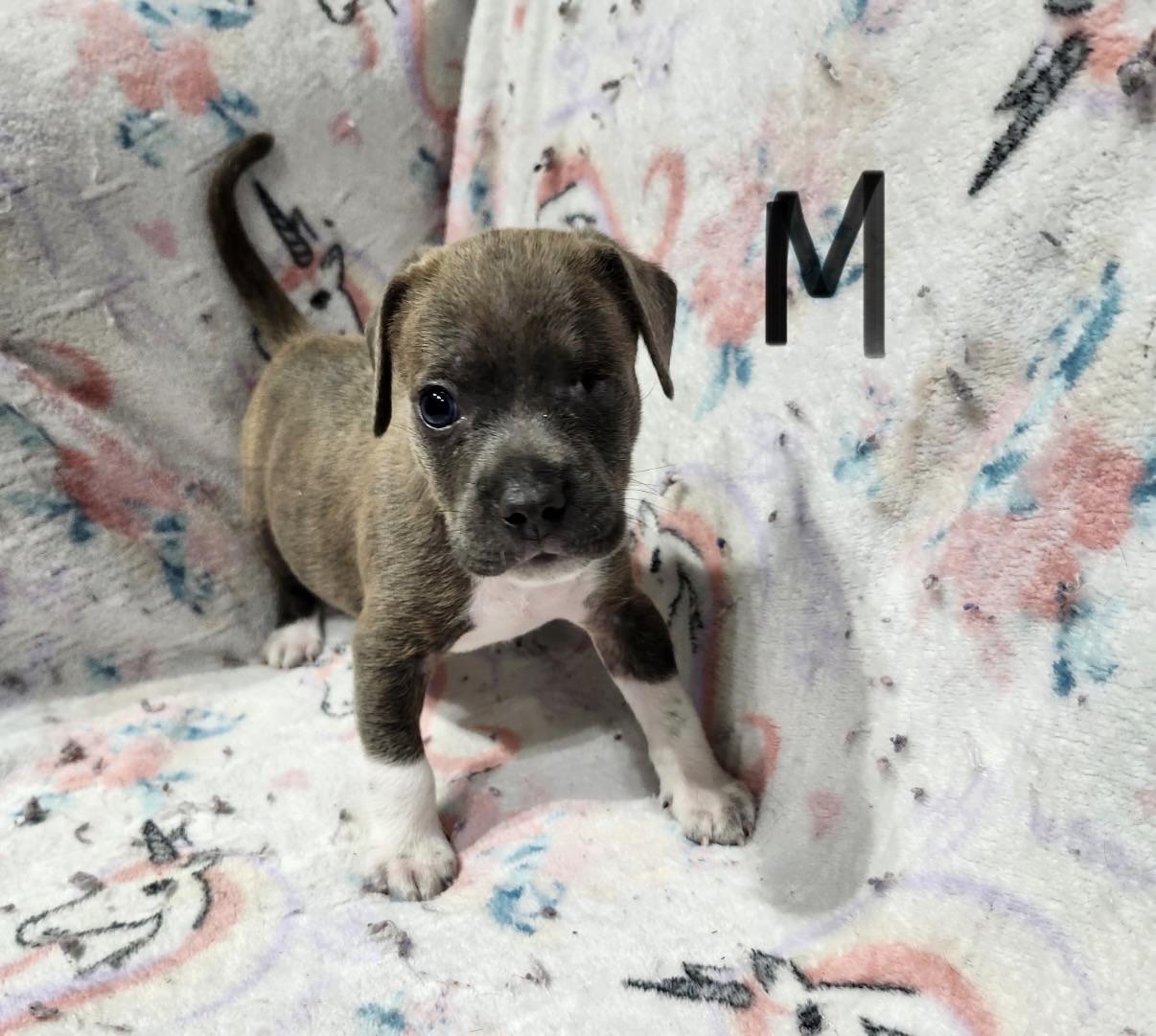 Enlarge Chance (one eye), a Adoptable mixed breed in Hamilton , NJ image 2/2
