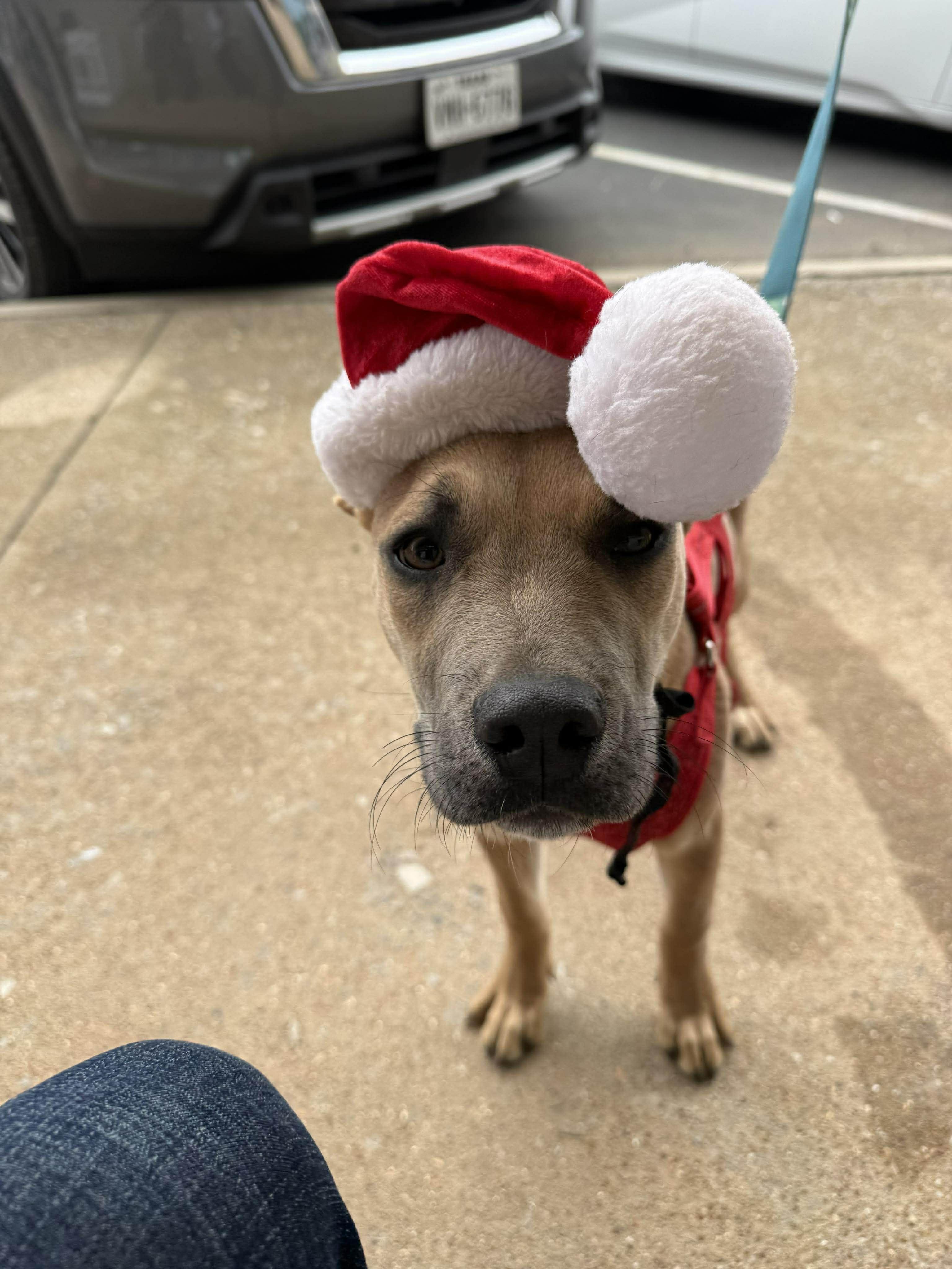 Enlarge Rachel, a Adoptable mixed breed in Wichita Falls, TX image 1/1