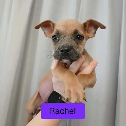Rachel