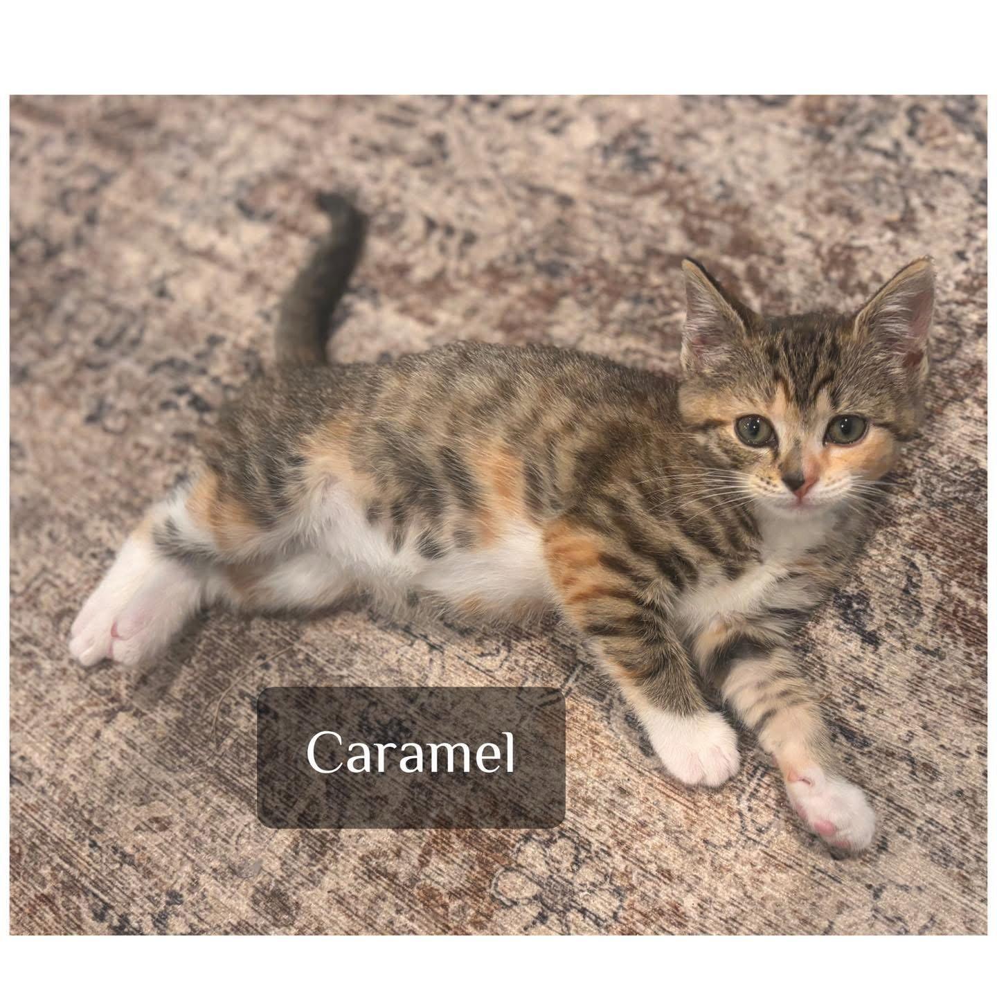 Enlarge Caramel, a Adoptable mixed breed in Forest Hill, MD image 1/1