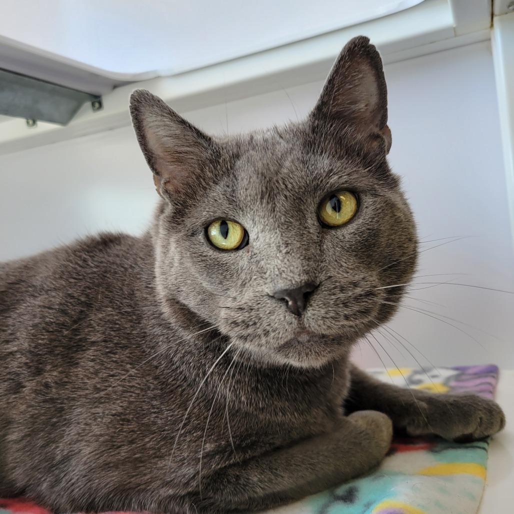 Enlarge Hammy, a Adoptable Domestic Short Hair in Ruckersville, VA image 1/4