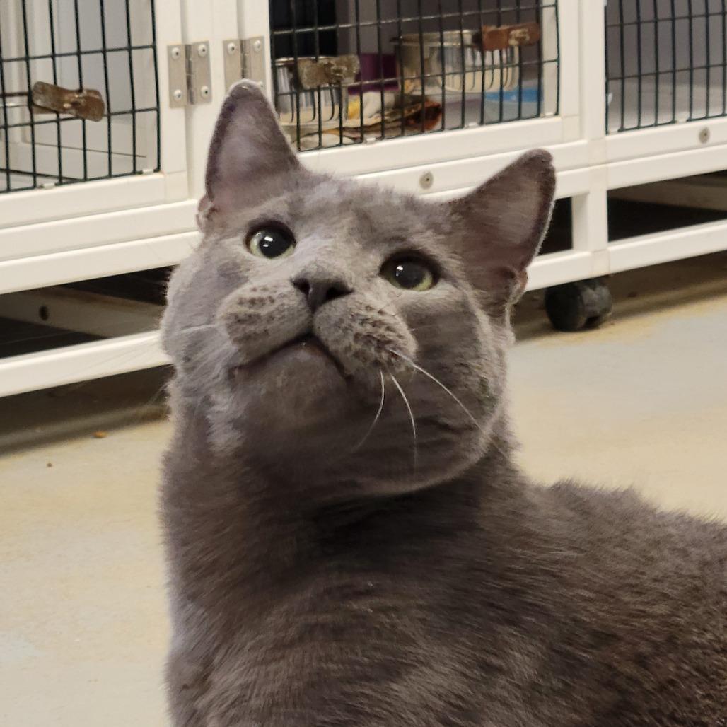 Hammy, a Adoptable Domestic Short Hair in Ruckersville, VA image 1/3