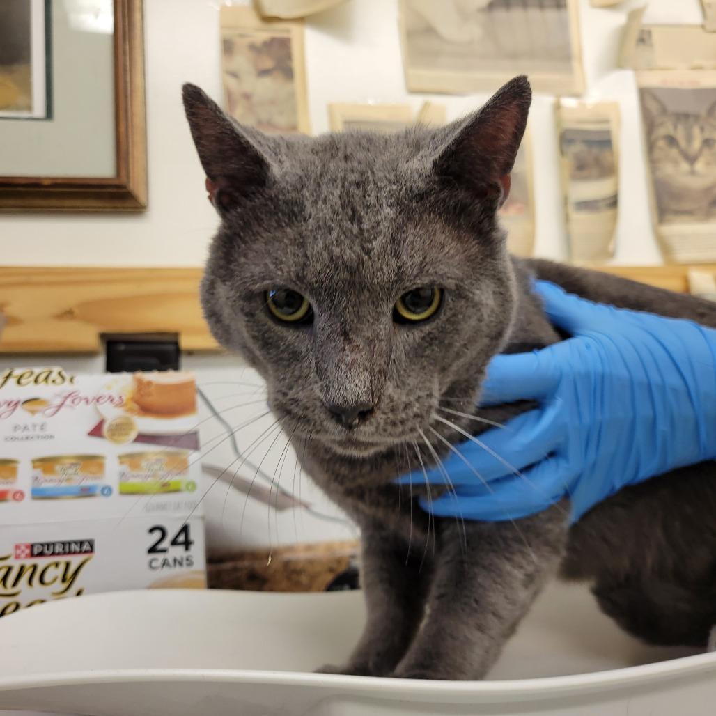 Enlarge Hammy, a Adoptable Domestic Short Hair in Ruckersville, VA image 1/2