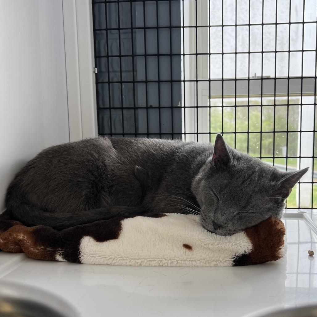 Enlarge Hammy, a Adoptable Domestic Short Hair in Ruckersville, VA image 2/2