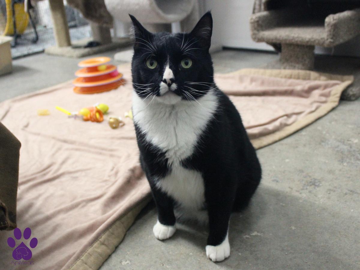 GoGo, an adoptable Domestic Short Hair in Missoula, MT, 59808 | Photo Image 1