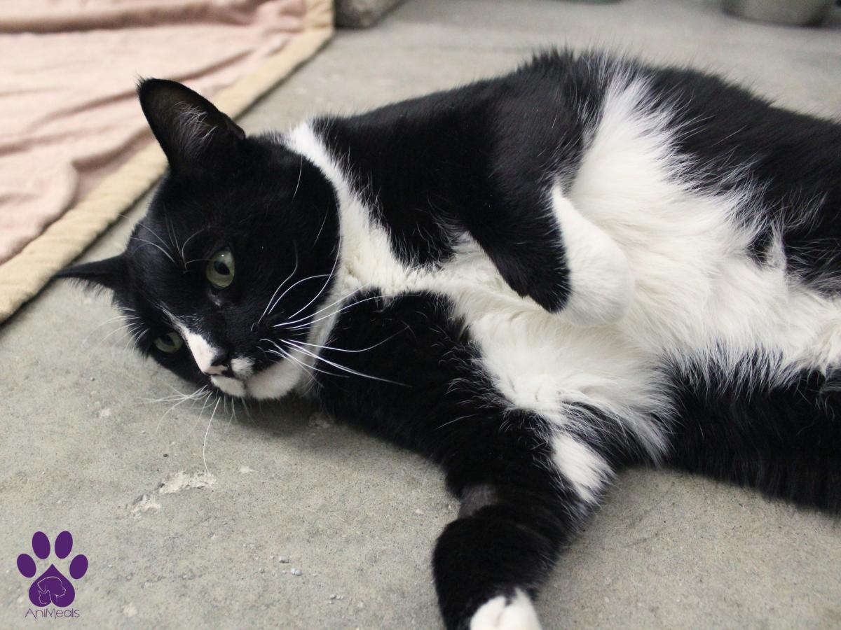 GoGo, an adoptable Domestic Short Hair in Missoula, MT, 59808 | Photo Image 2