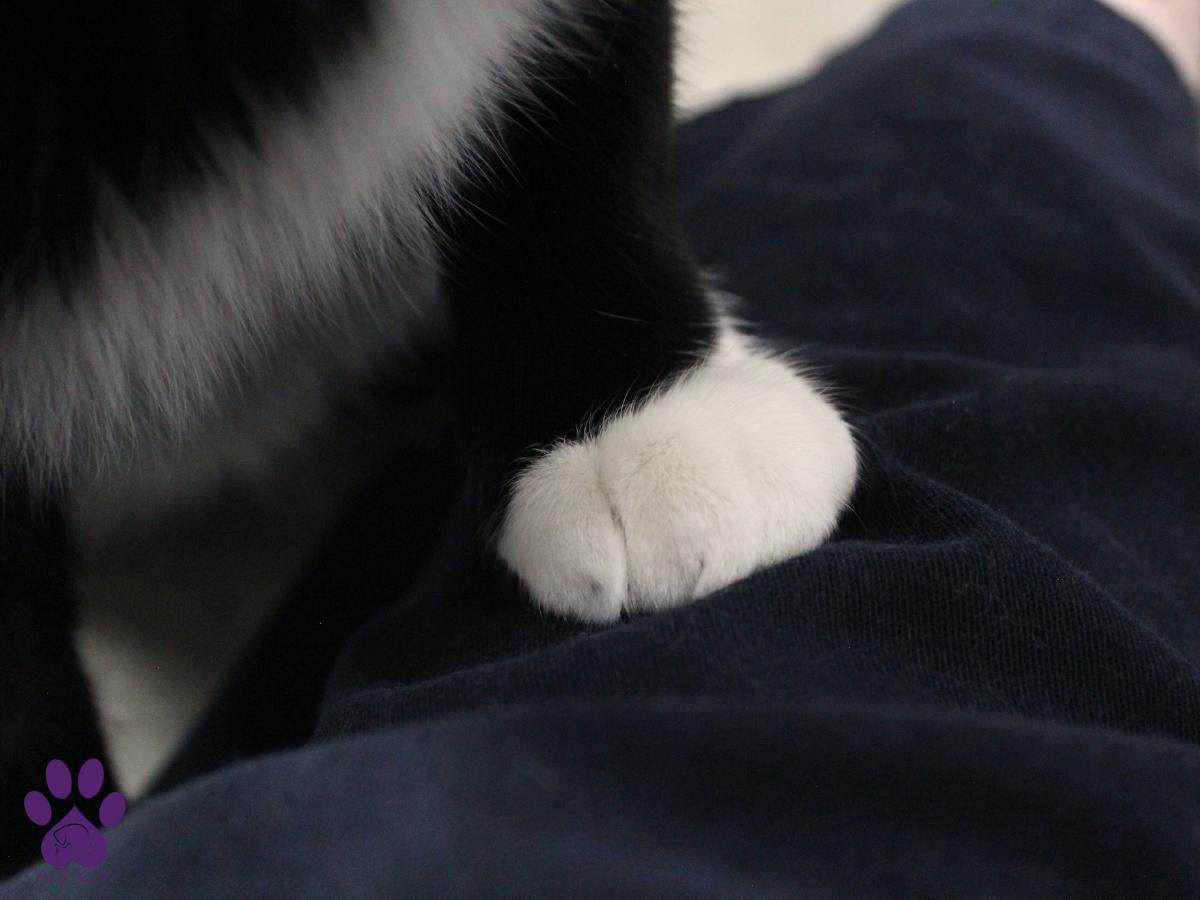 GoGo, an adoptable Domestic Short Hair in Missoula, MT, 59808 | Photo Image 3