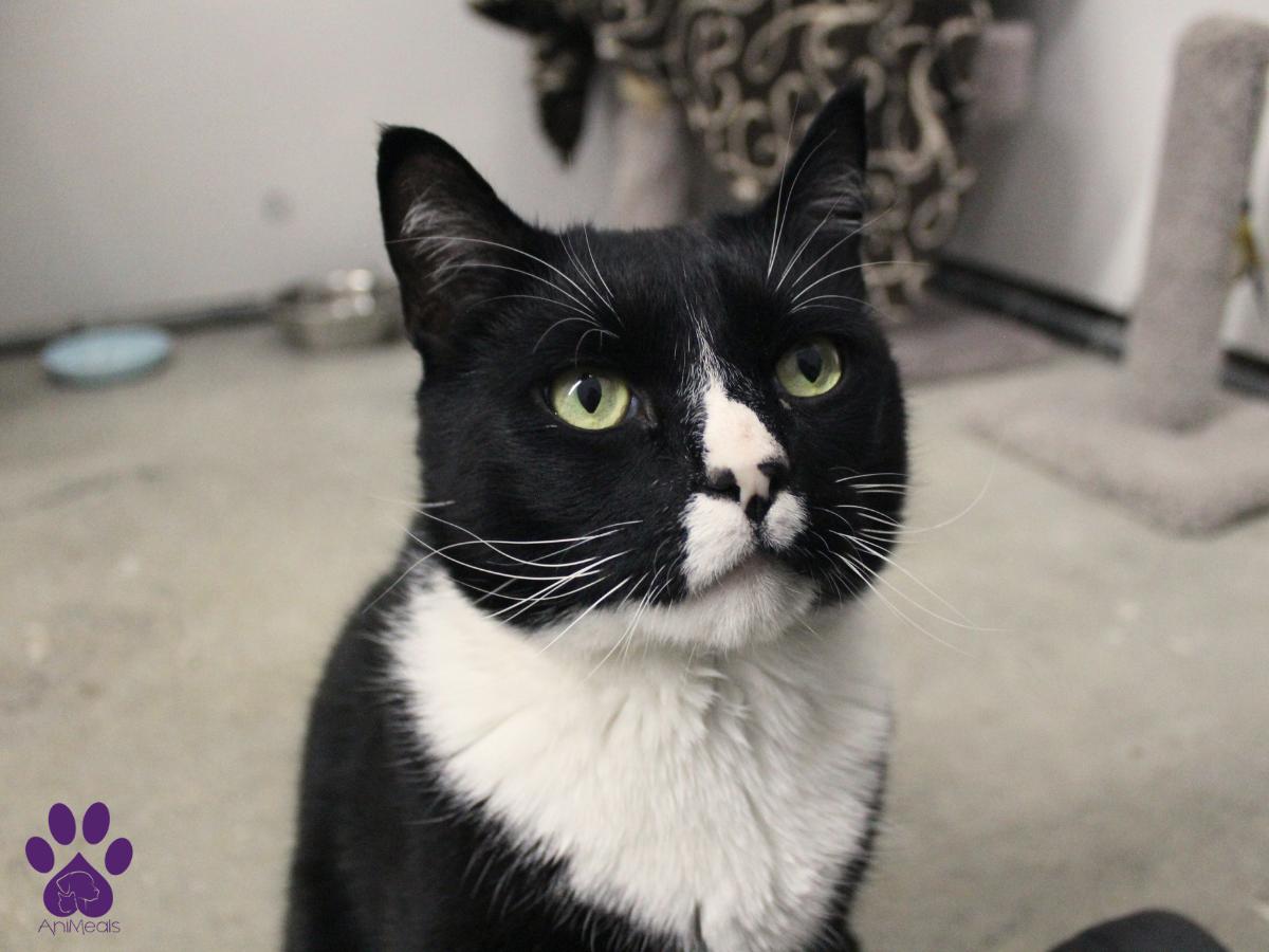 GoGo, an adoptable Domestic Short Hair in Missoula, MT, 59808 | Photo Image 5