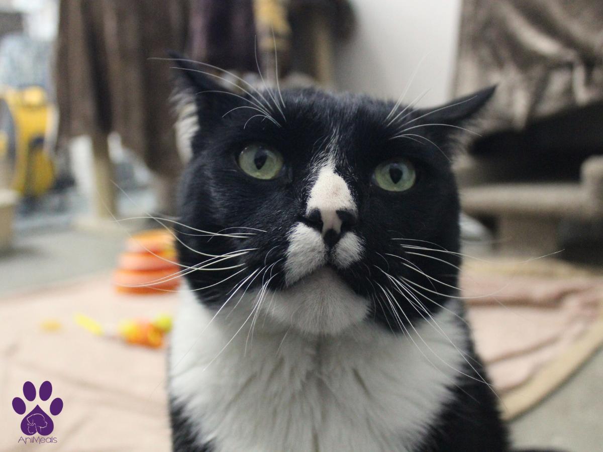 GoGo, an adoptable Domestic Short Hair in Missoula, MT, 59808 | Photo Image 4