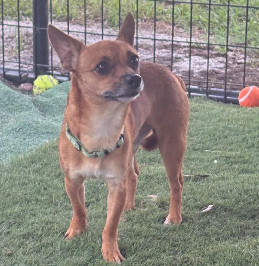 Enlarge Chadwick-9lb boy-1/2 Off Adoption Fee Special!, a Adoptable Chihuahua in Fort Myers, FL image 1/3