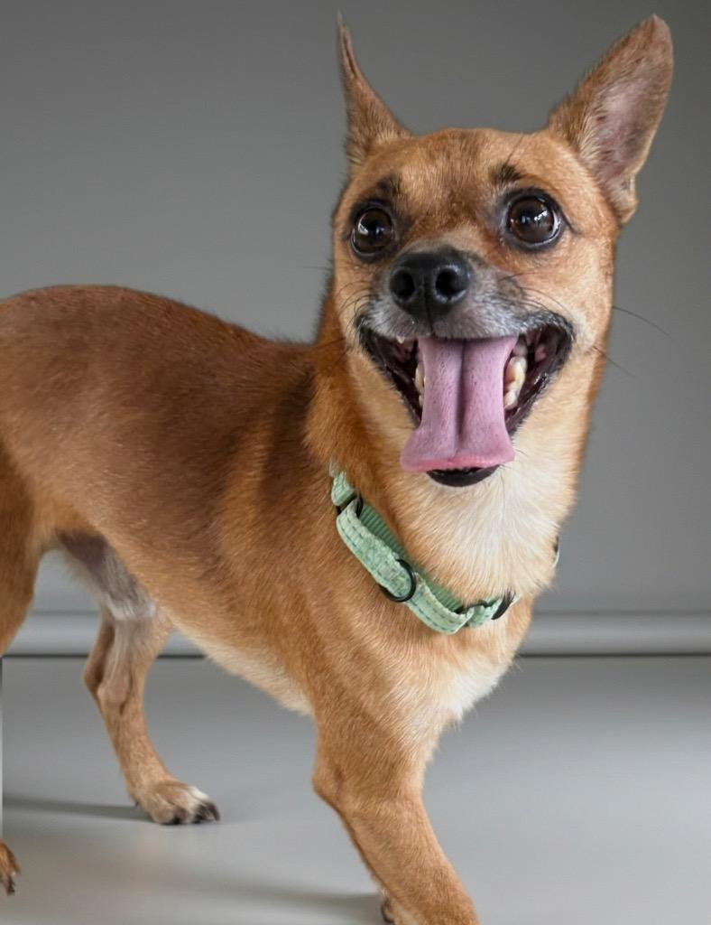 Enlarge Chadwick-9lb boy-1/2 Off Adoption Fee Special!, a Adoptable Chihuahua in Fort Myers, FL image 2/3