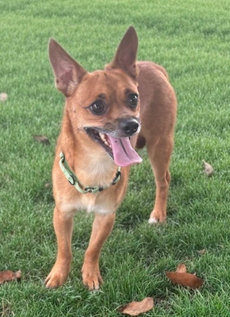 Enlarge Chadwick-9lb boy-1/2 Off Adoption Fee Special!, a Adoptable Chihuahua in Fort Myers, FL image 3/3