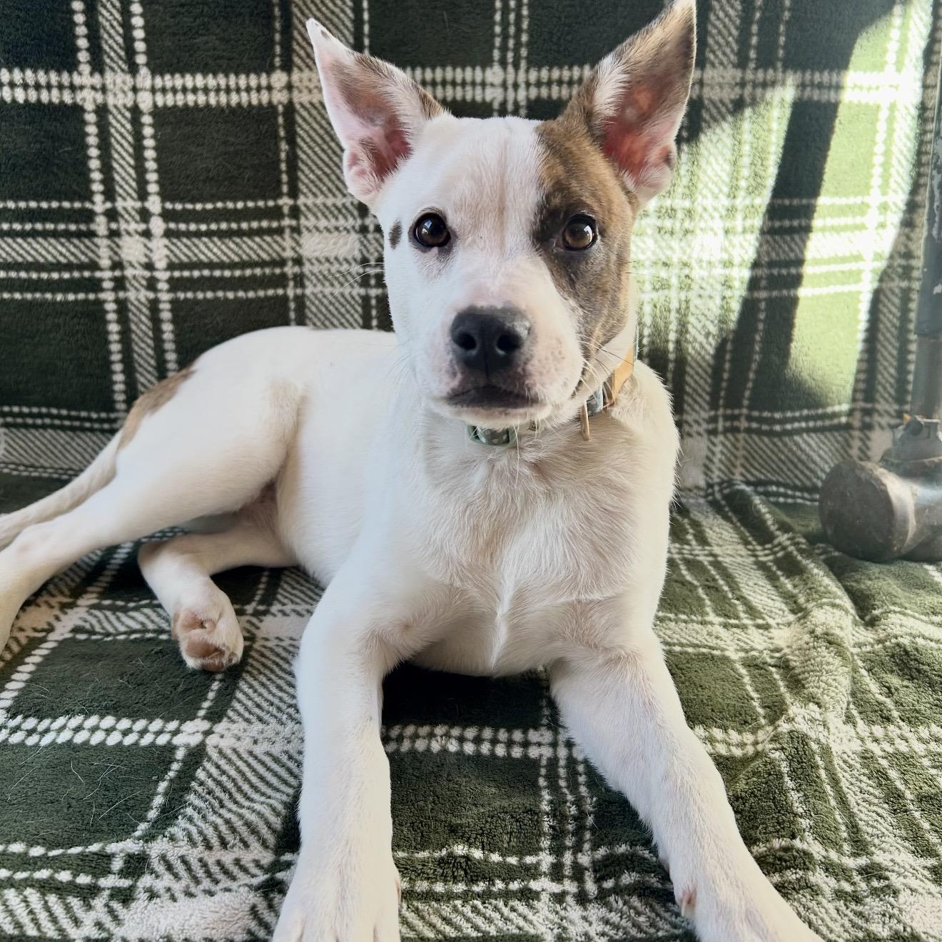 Enlarge Darcy , a ADOPTABLE mixed breed in Pelham, NH image 1/6