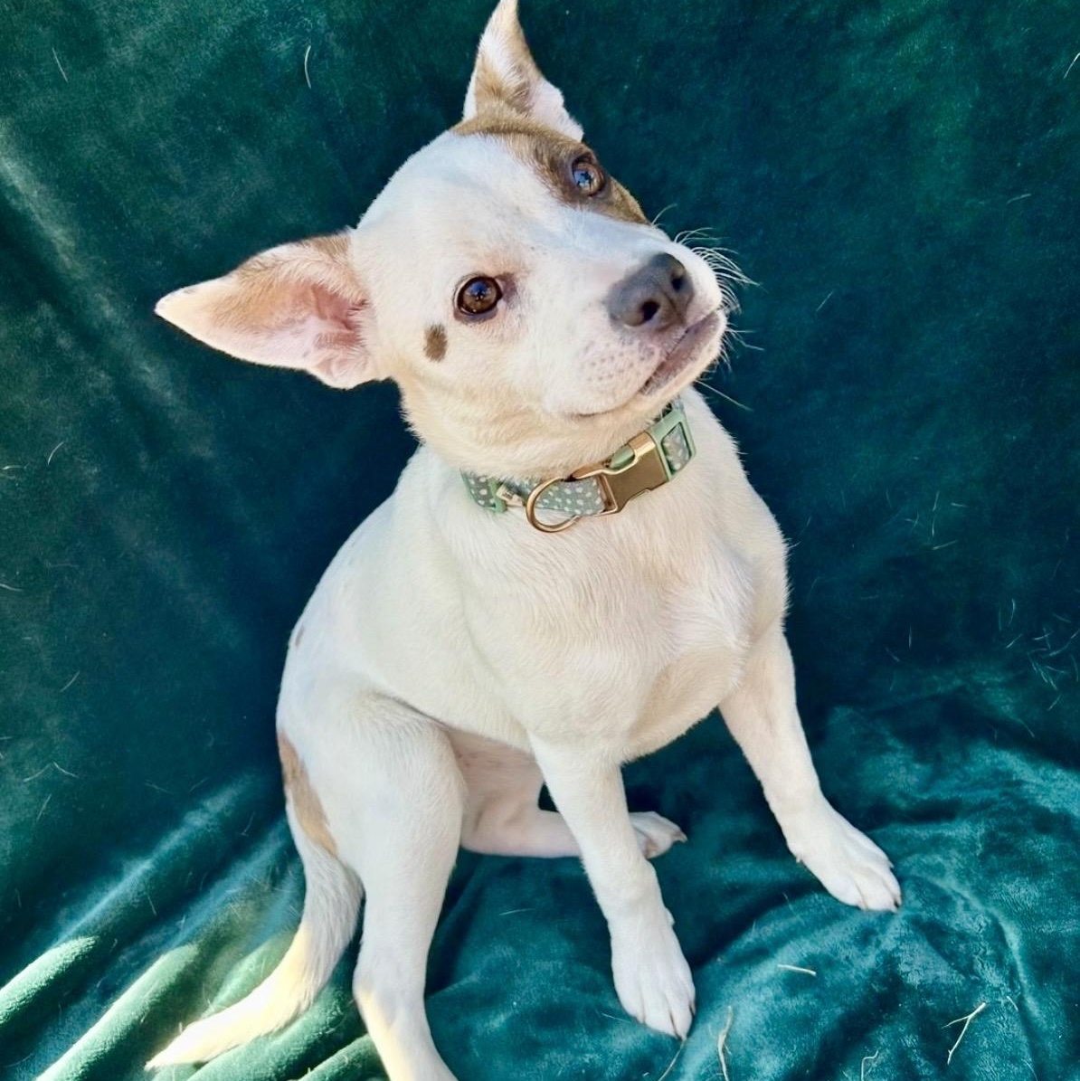 Enlarge Darcy , a ADOPTABLE mixed breed in Pelham, NH image 4/6