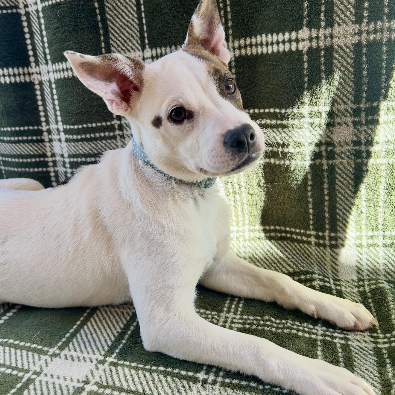 Enlarge Darcy , a ADOPTABLE mixed breed in Pelham, NH image 2/6