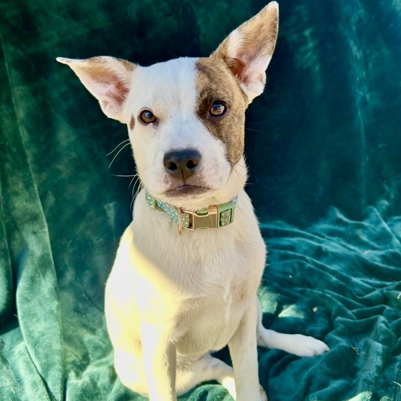 Enlarge Darcy , a ADOPTABLE mixed breed in Pelham, NH image 3/6