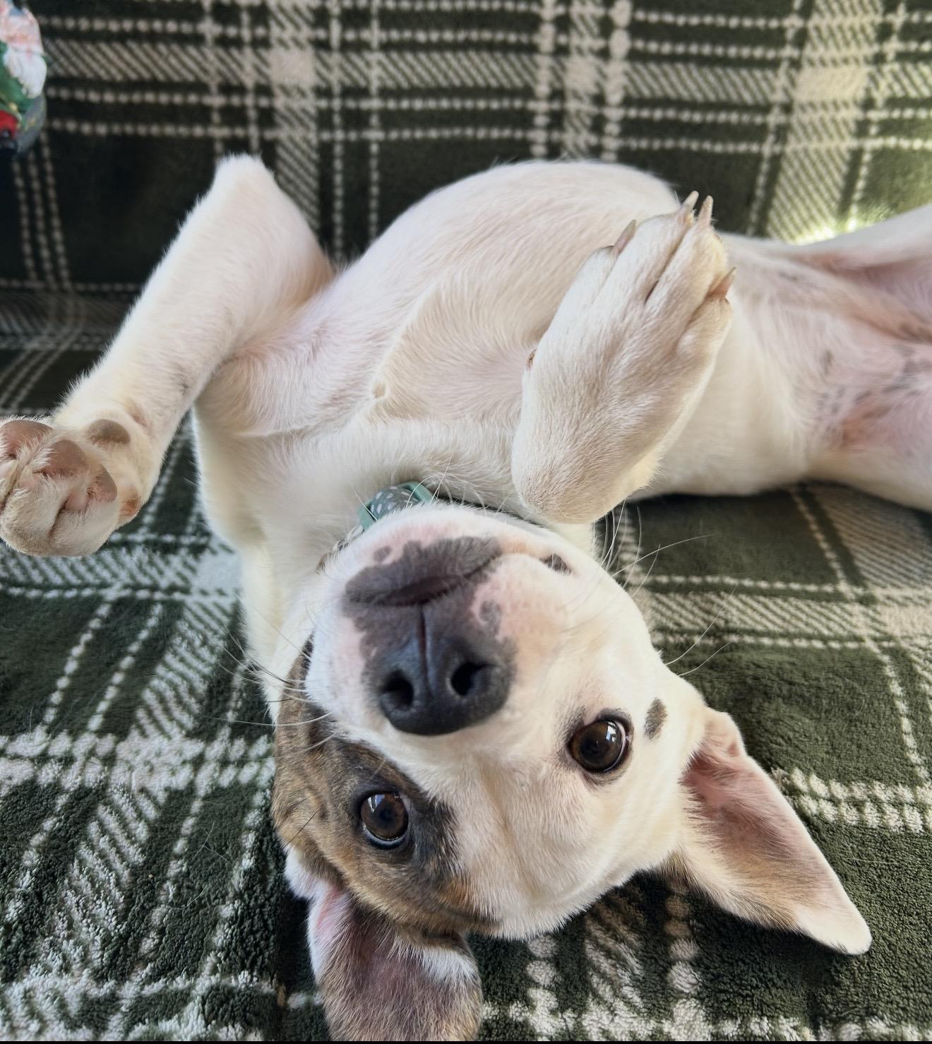 Enlarge Darcy , a ADOPTABLE mixed breed in Pelham, NH image 6/6