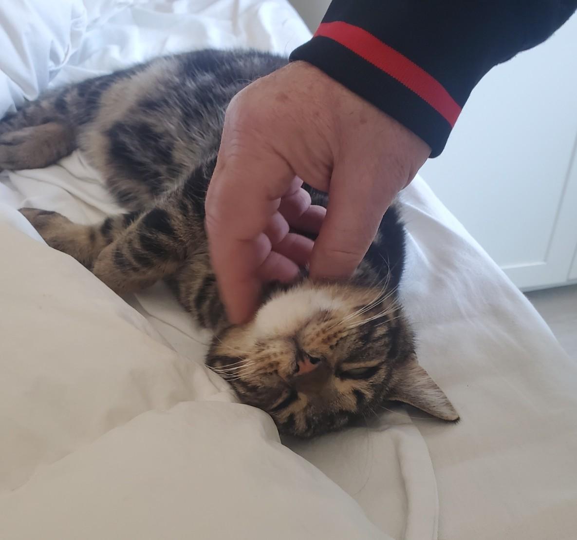 Enlarge Toto MUST BE ADOPTED WITH MOXIE OR BUDDY CAT, a ADOPTABLE Domestic Short Hair in Toronto, ON image 3/4