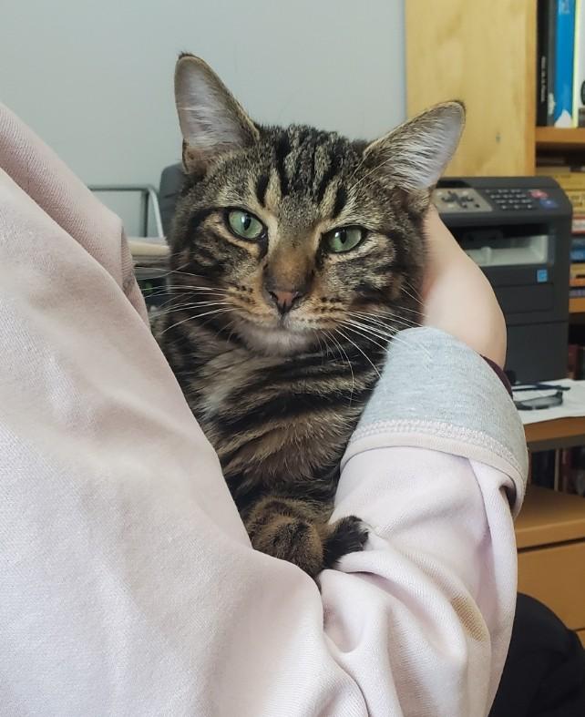 Toto MUST BE ADOPTED WITH MOXIE OR BUDDY CAT, ADOPTABLE, Young Male Domestic Short Hair.