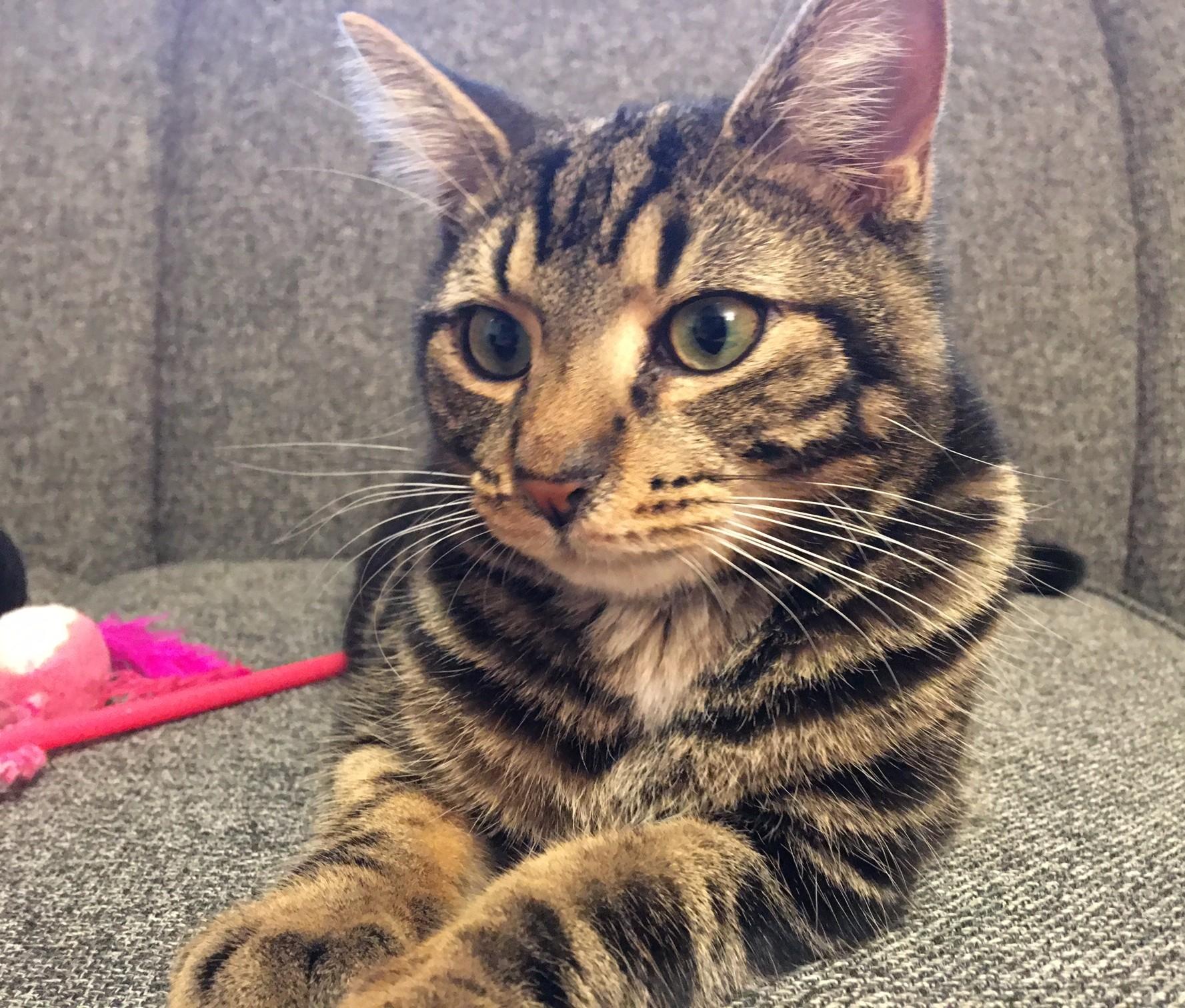 Enlarge Toto MUST BE ADOPTED WITH MOXIE OR BUDDY CAT, a ADOPTABLE Domestic Short Hair in Toronto, ON image 4/4