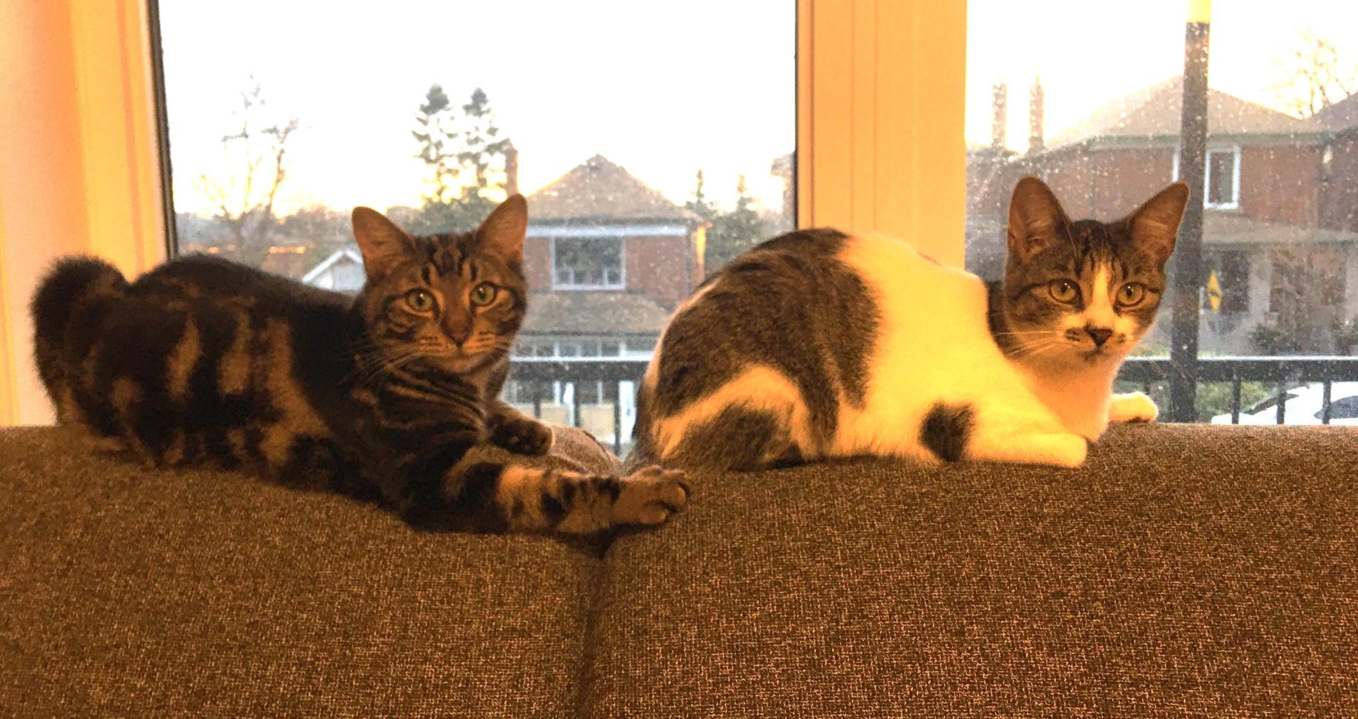 Enlarge Toto MUST BE ADOPTED WITH MOXIE OR BUDDY CAT, a ADOPTABLE Domestic Short Hair in Toronto, ON image 2/4