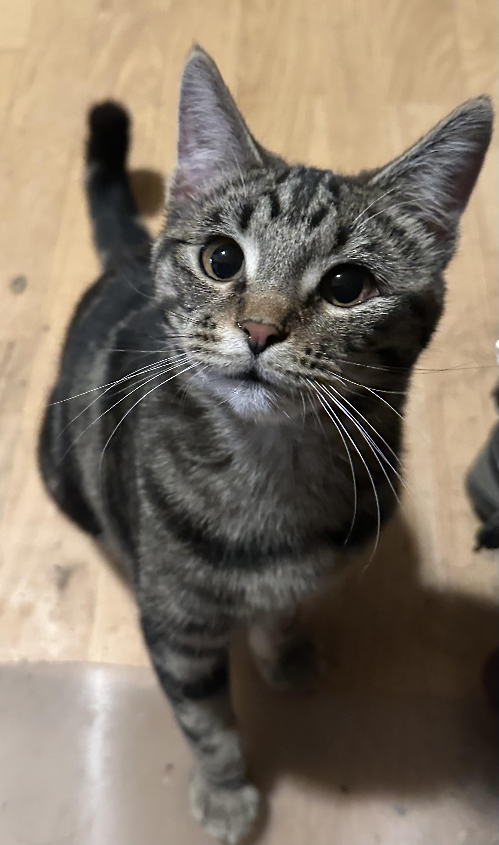 Enlarge Pretzel, a Adopted Domestic Short Hair in Sunnyside, WA image 3/6