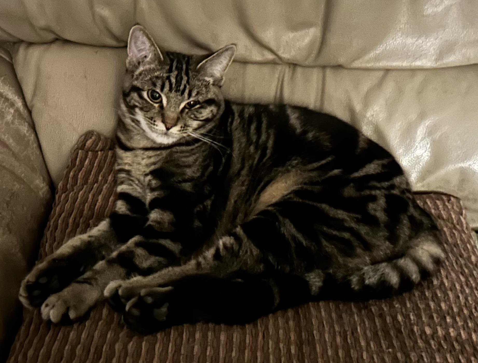 Pretzel, Adopted, Kitten Female Domestic Short Hair.