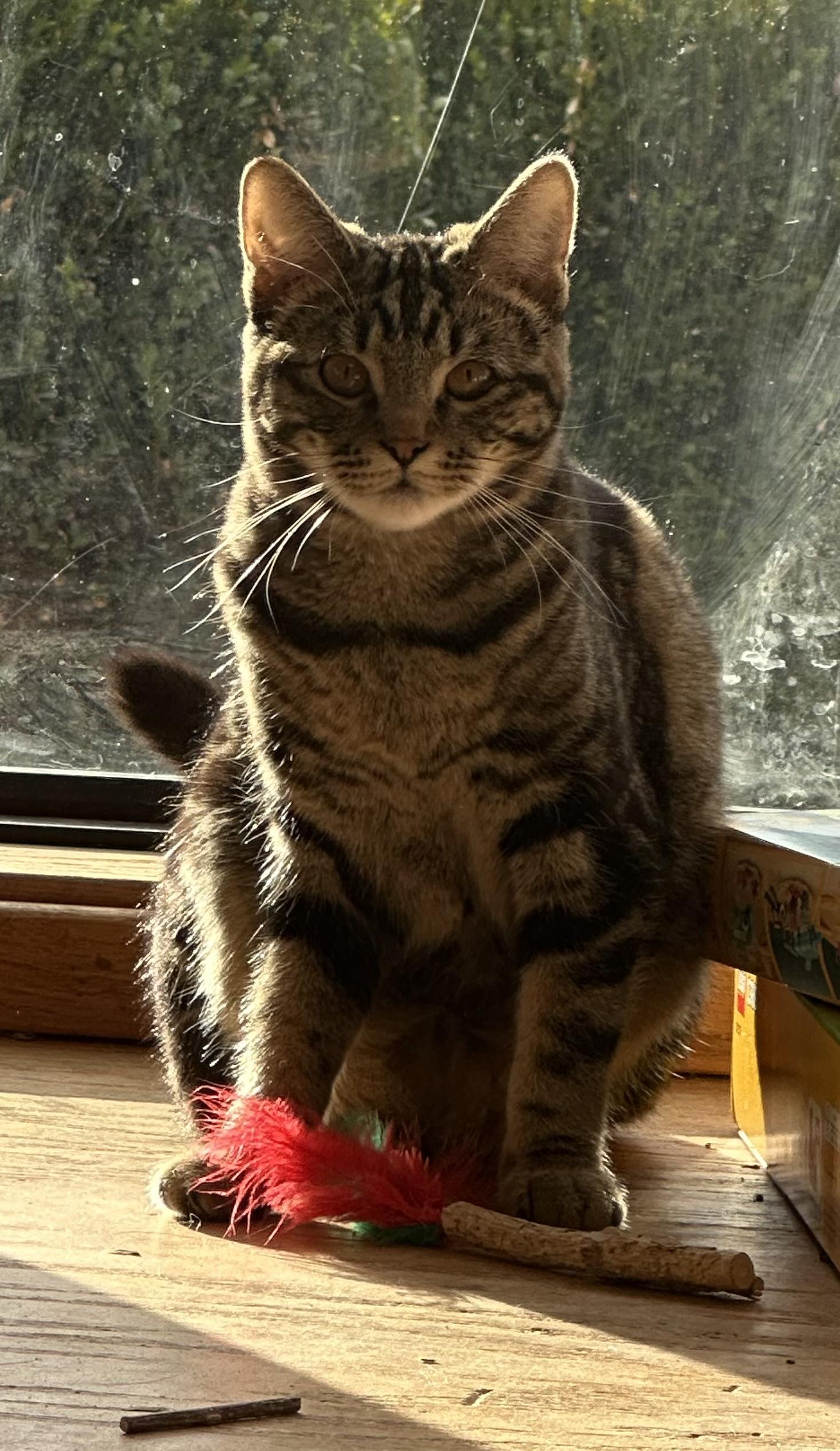 Enlarge Pretzel, a Adopted Domestic Short Hair in Sunnyside, WA image 6/6