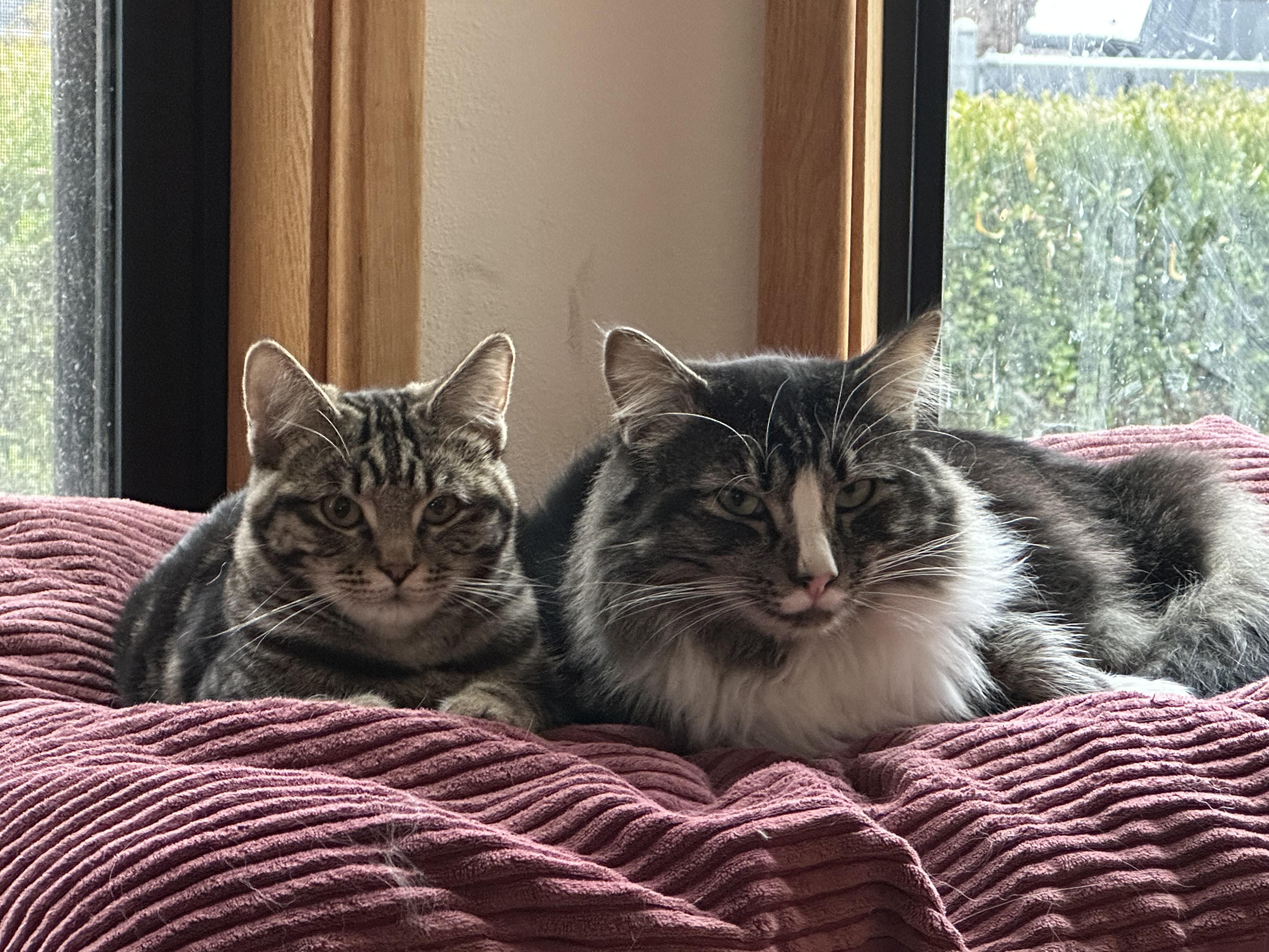 Enlarge Pretzel, a Adopted Domestic Short Hair in Sunnyside, WA image 4/6