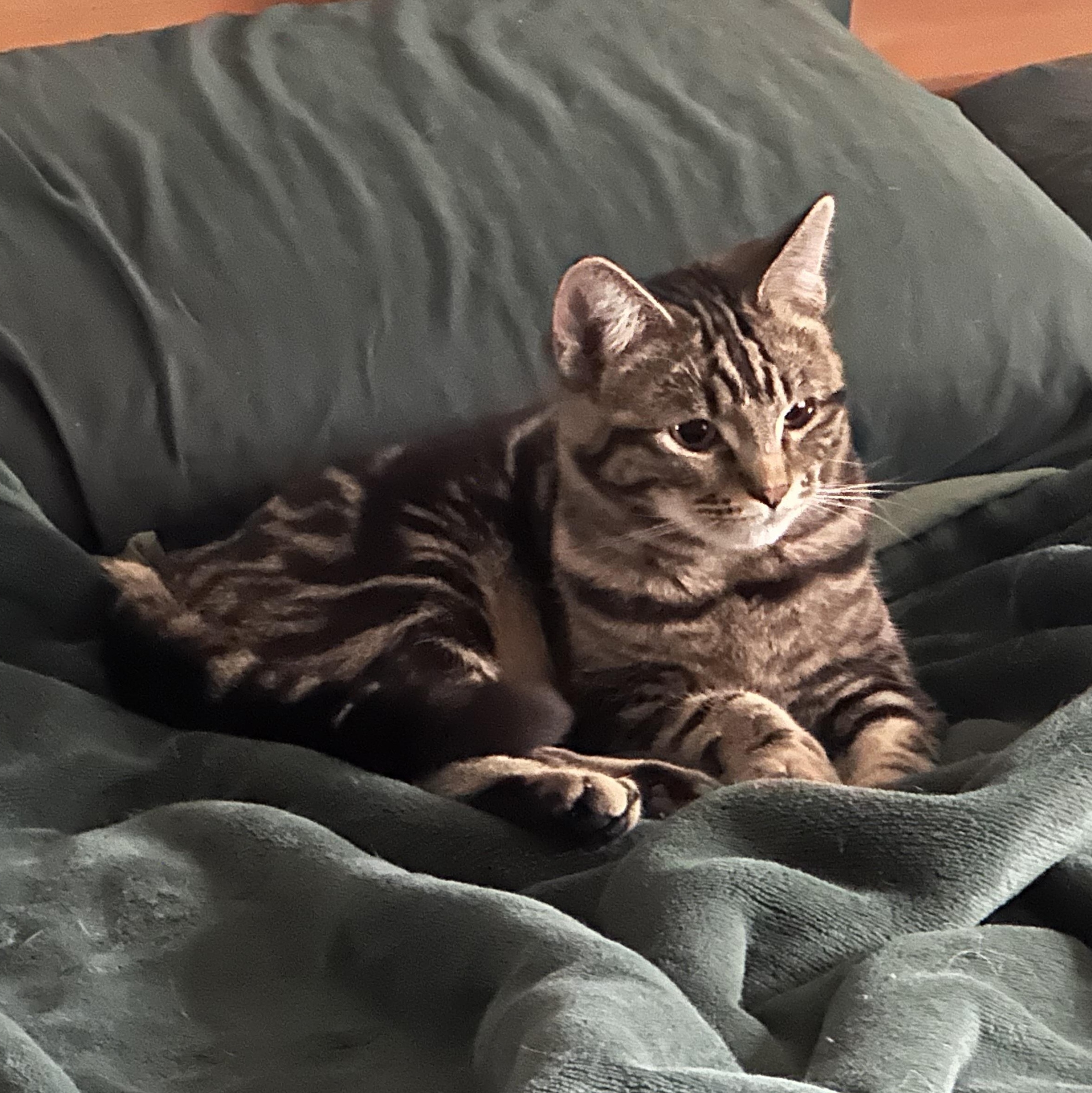 Pretzel, Adopted, Kitten Female Domestic Short Hair.