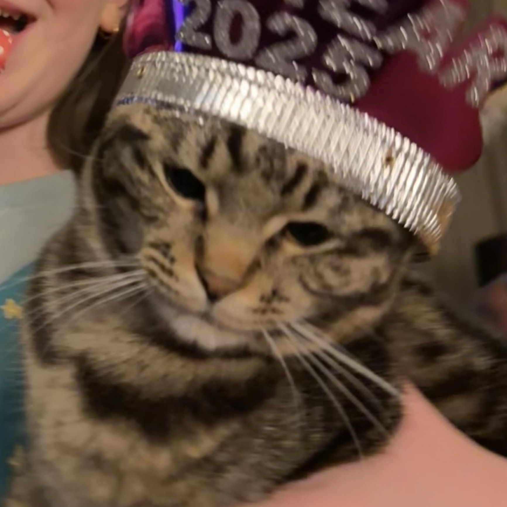 Enlarge Pretzel, a Adopted Domestic Short Hair in Sunnyside, WA image 5/6