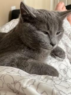 Circe, Adoptable, Kitten Female Domestic Short Hair & Domestic Short Hair.