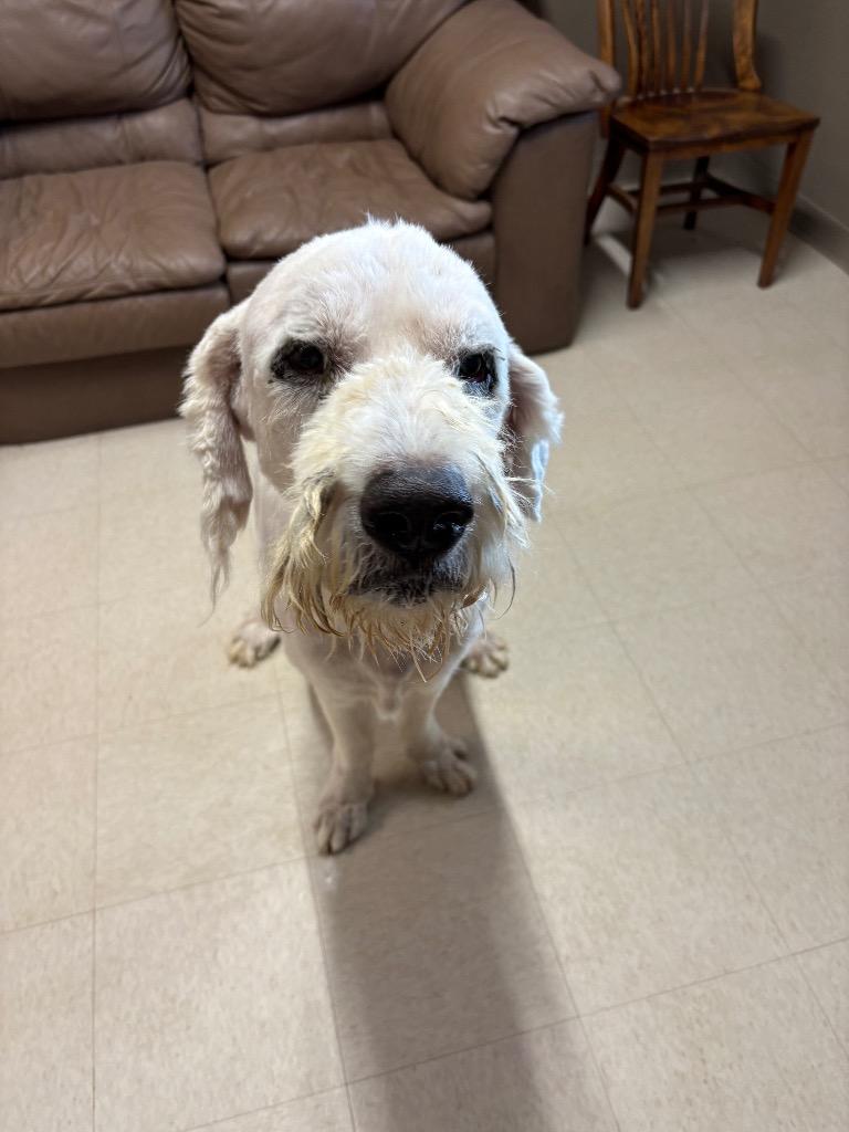 Enlarge Clifford, a Adopted mixed breed in Fayetteville, TN image 2/5