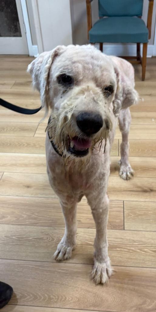 Enlarge Clifford, a Adopted mixed breed in Fayetteville, TN image 3/5