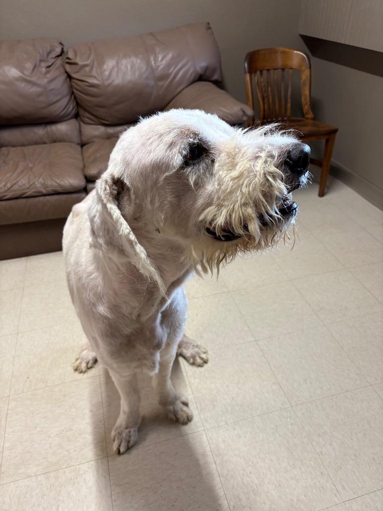 Enlarge Clifford, a Adopted mixed breed in Fayetteville, TN image 4/5