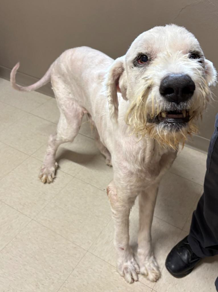 Enlarge Clifford, a Adopted mixed breed in Fayetteville, TN image 5/5
