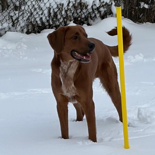 Enlarge Max, an adoptable mixed breed in Mississauga, ON image 2/6