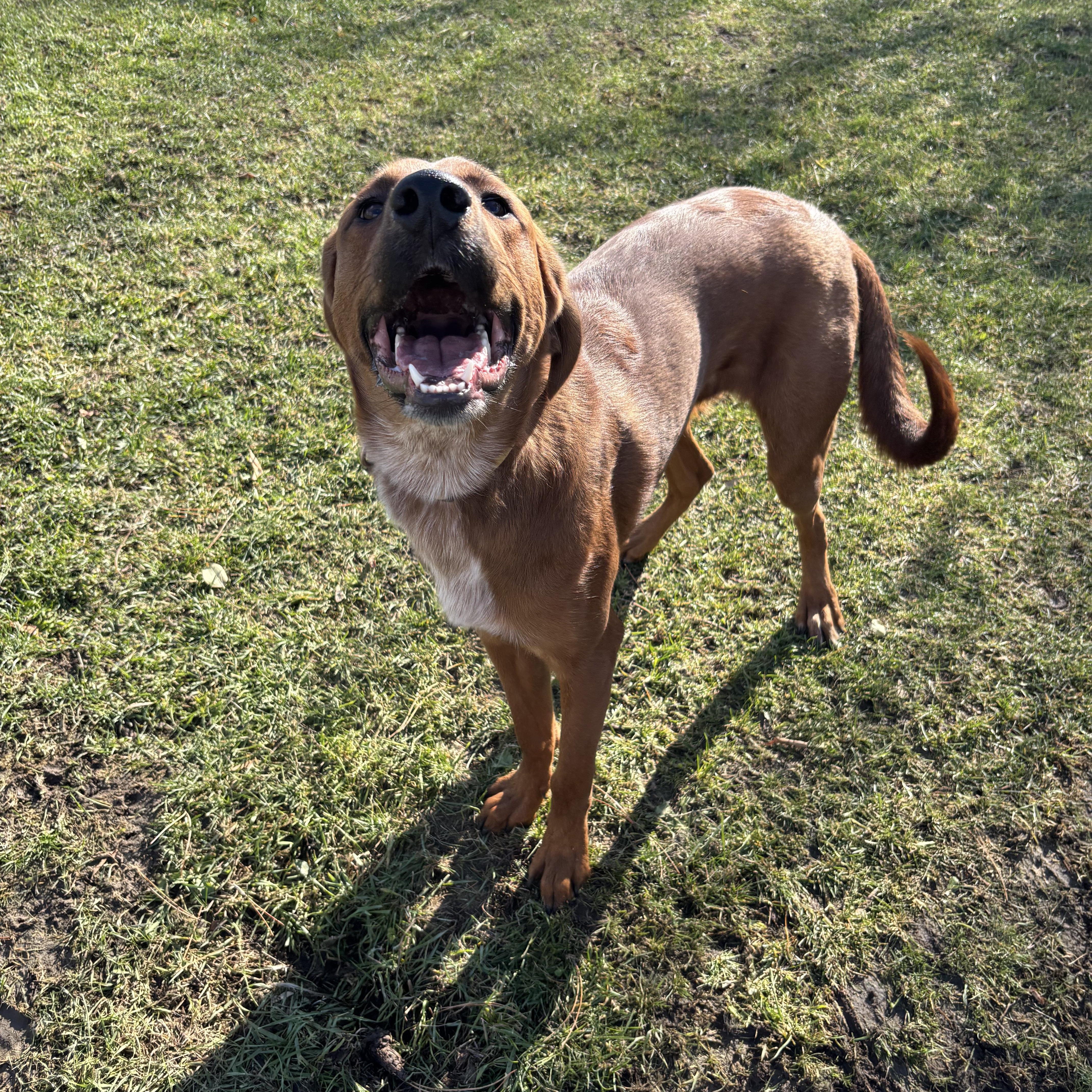 Enlarge Max, an adoptable mixed breed in Mississauga, ON image 4/6