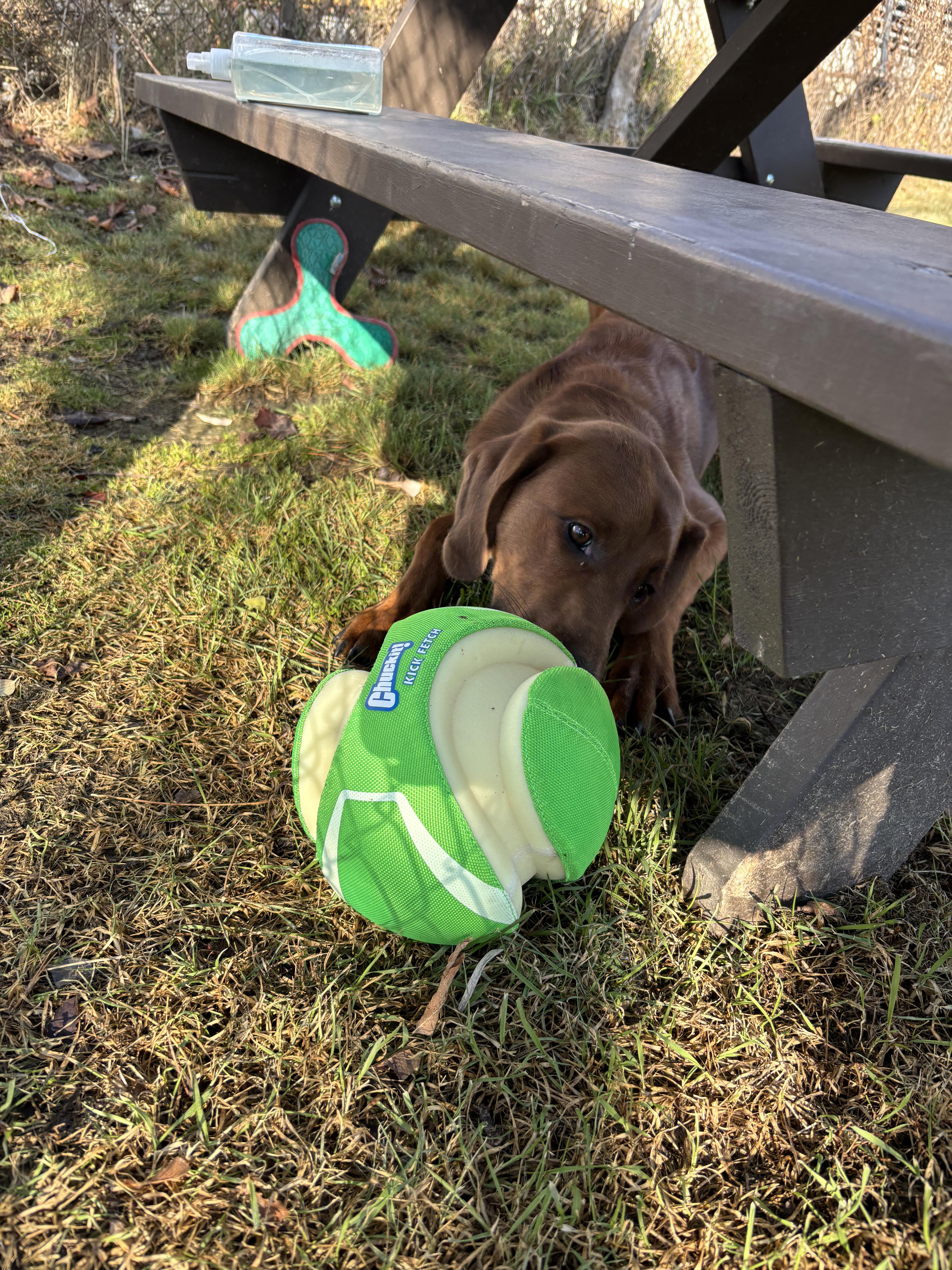 Max, an adoptable mixed breed image 2/4