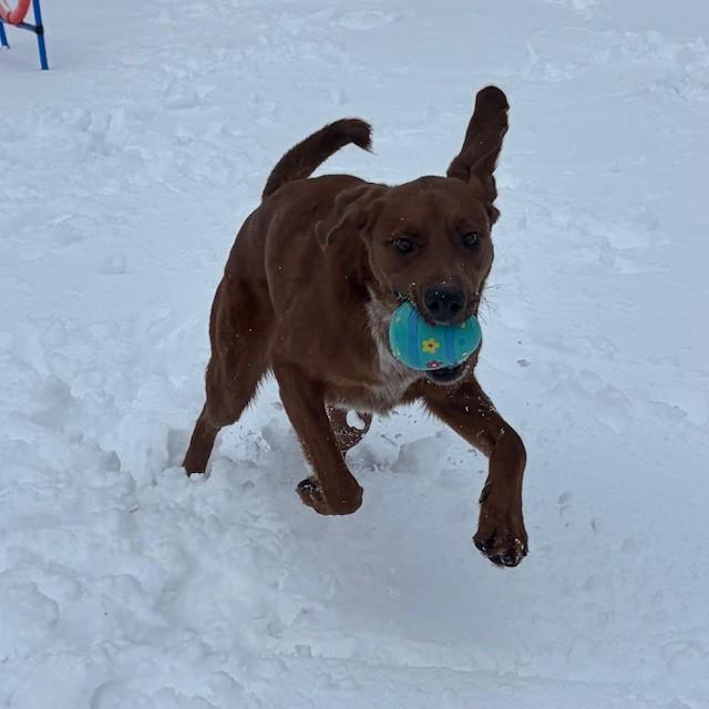 Enlarge Max, an adoptable mixed breed in Mississauga, ON image 5/6