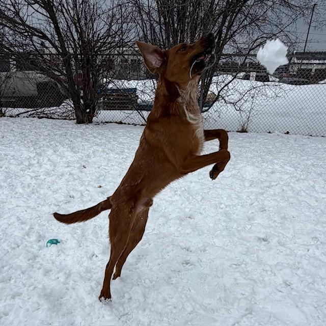 Enlarge Max, an adoptable mixed breed in Mississauga, ON image 6/6