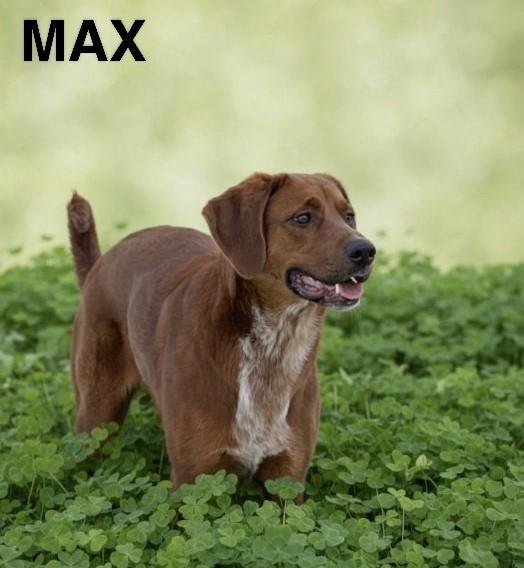 Max, adoptable, Adult Male Hound & Retriever.