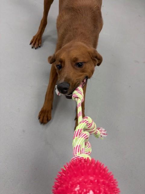 Enlarge Max, an adoptable mixed breed in Mississauga, ON image 3/6