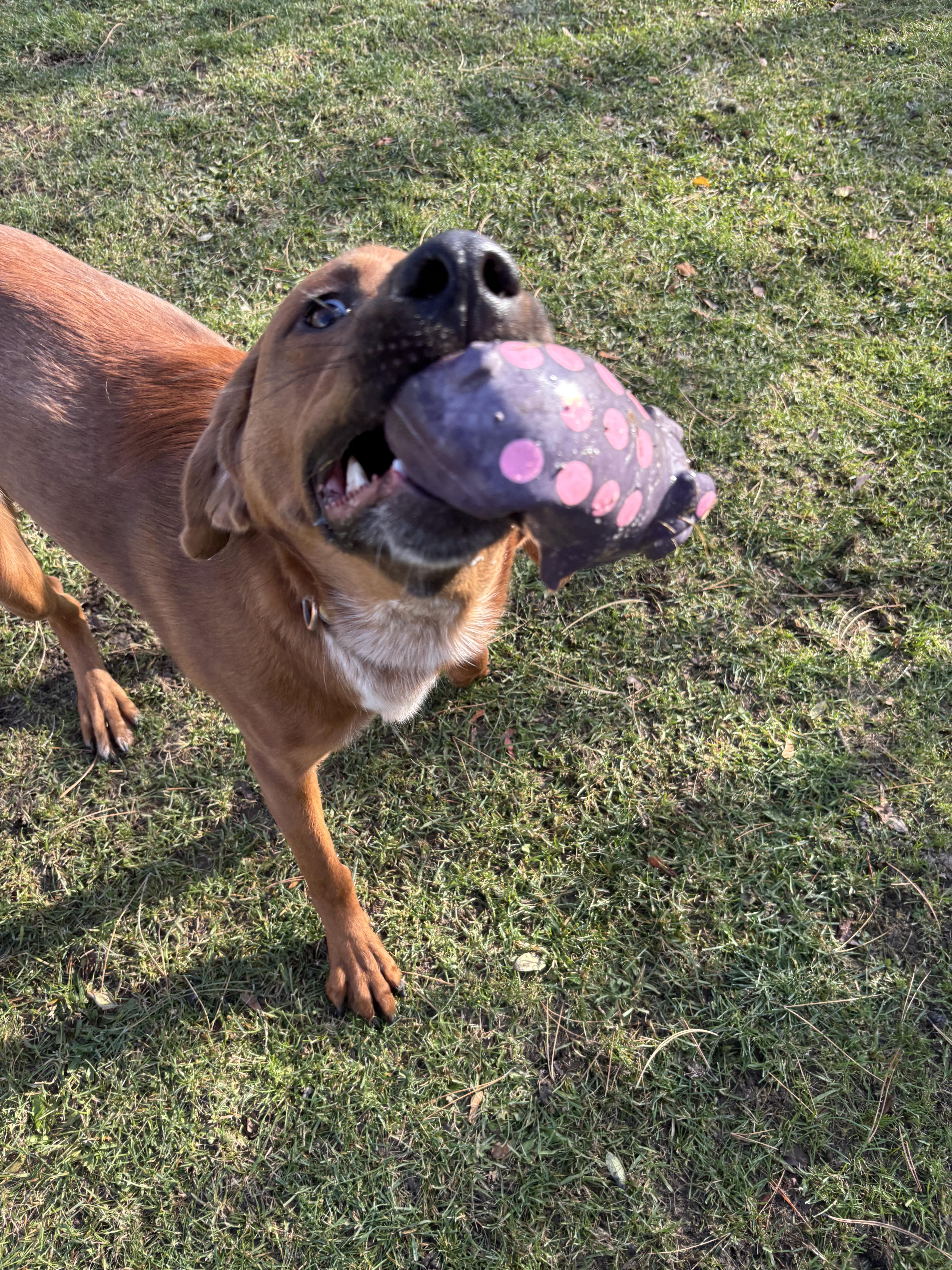 Max, an adoptable mixed breed image 4/4