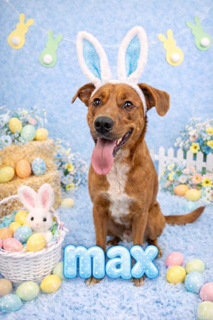 Max, adoptable, Adult Male Hound & Retriever.